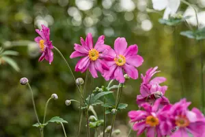 anemone hup. 'prinz heinrich' P9 - afbeelding 3