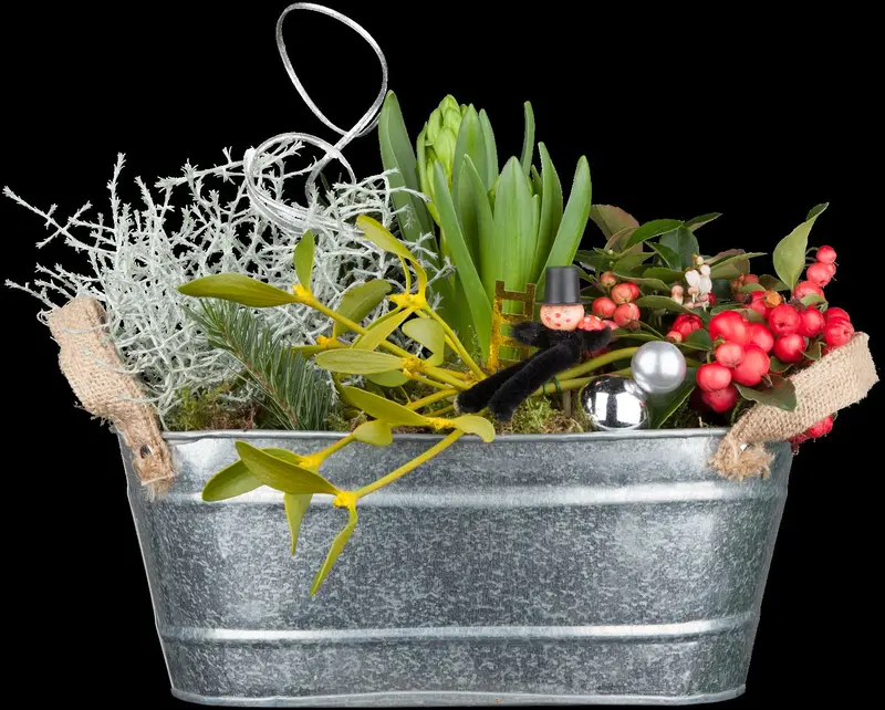 gaultheria procumbens P9 - afbeelding 2