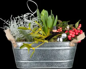 gaultheria procumbens P9 - afbeelding 2