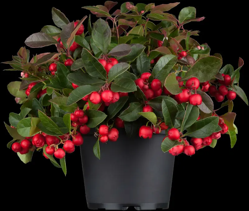 gaultheria procumbens P9 - afbeelding 3