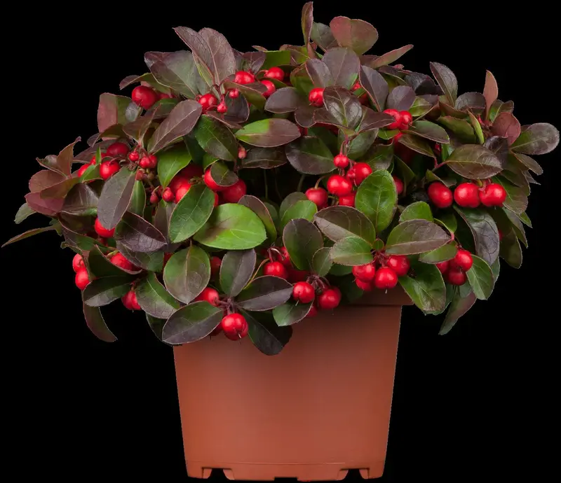 gaultheria procumbens P9 - afbeelding 4