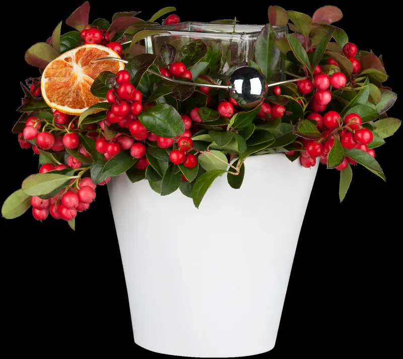 gaultheria procumbens P9 - afbeelding 5