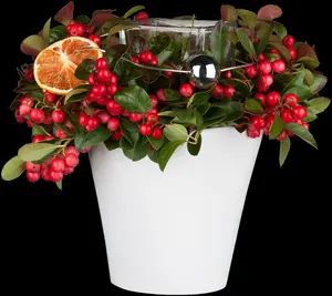 gaultheria procumbens P9 - afbeelding 5