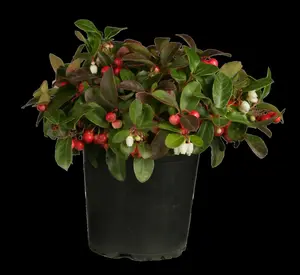 gaultheria procumbens P9 - afbeelding 5