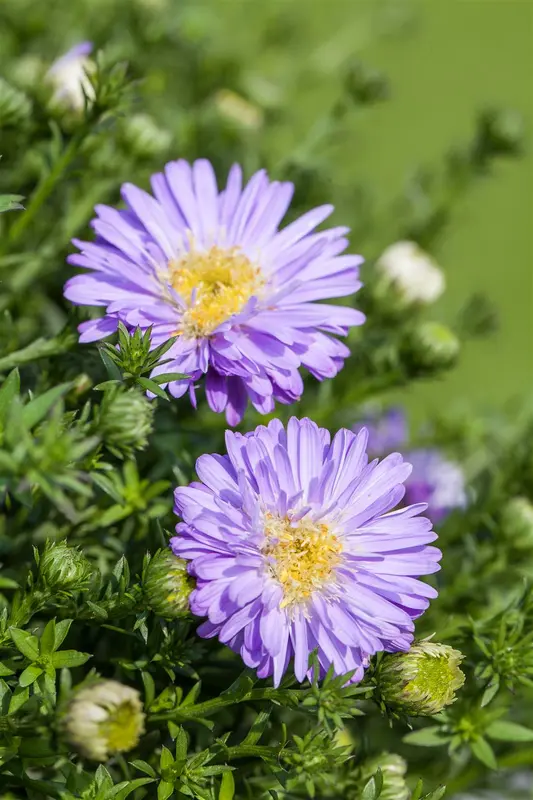 Aster dum. 'Prof. Anton Kippenberg' P9 - afbeelding 1