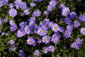 Aster dum. 'Prof. Anton Kippenberg' P9 - afbeelding 3