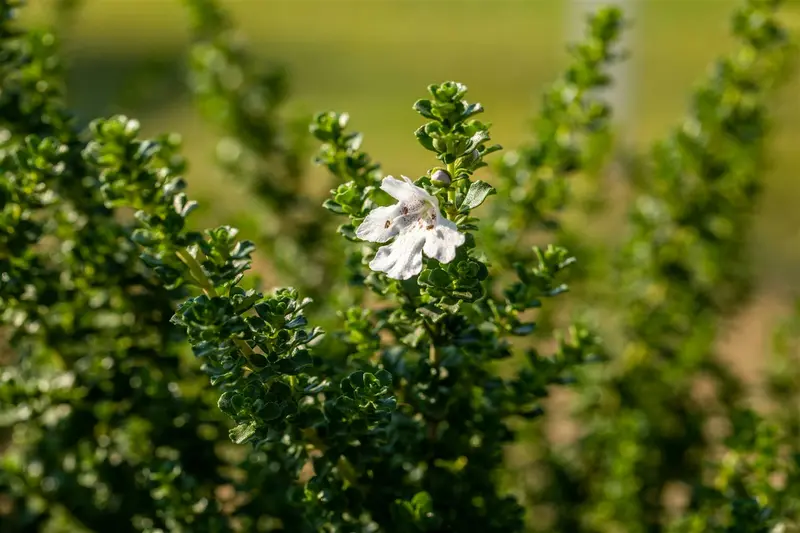 prostanthera cuneata (20- 25cm)