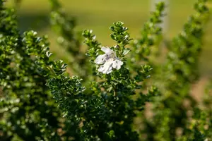 prostanthera cuneata (20- 25cm)