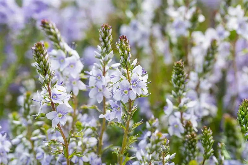 veronica prostrata P9 - afbeelding 3