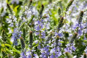 veronica prostrata P9 - afbeelding 4