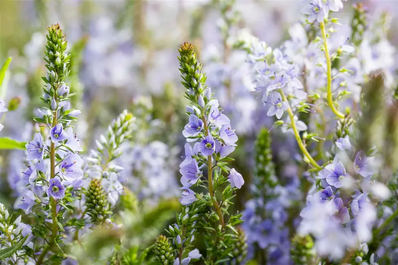 veronica prostrata P9 - afbeelding 2
