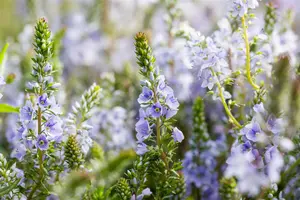 veronica prostrata P9 - afbeelding 2