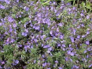 veronica prostrata P9 - afbeelding 4