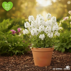 Prunella grandiflora 'Alba' P9