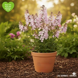 Prunella grandiflora 'Pink Loveliness' P9