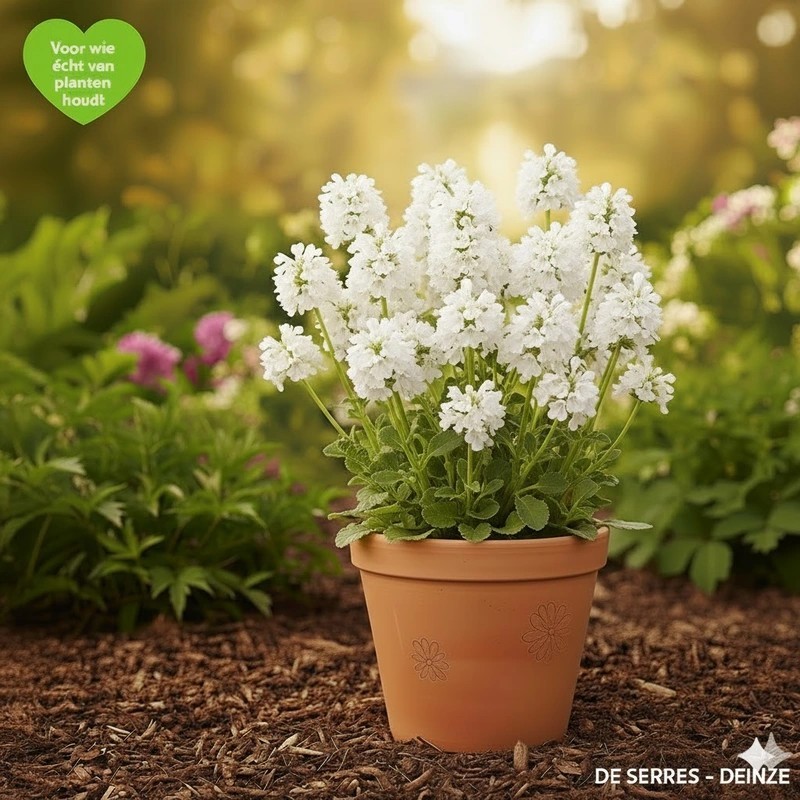Prunella grandiflora 'Alba' P10.5