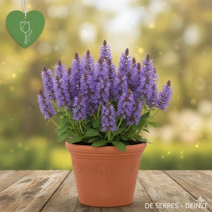 Prunella grandiflora P9