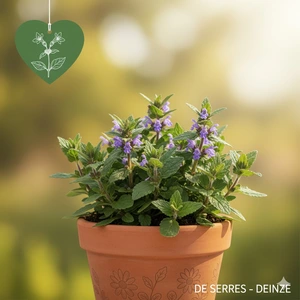 Prunella vulgaris P9