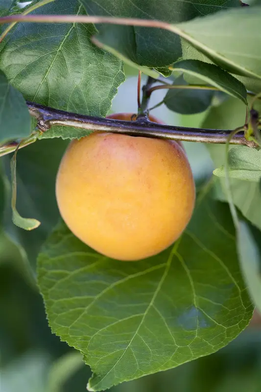 prunus arm. (abrikoos/abricotiers) HOOGST BW (8/10) - afbeelding 1
