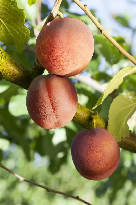 prunus arm. 'bergeron' C7,5 HALFST