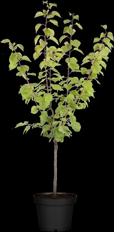 Prunus arm. 'Precoce de Saumur' HOOGST.  BW (8/10) - afbeelding 3