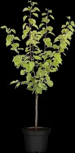 Prunus arm. 'Precoce de Saumur' HOOGST.  BW (8/10) - afbeelding 3