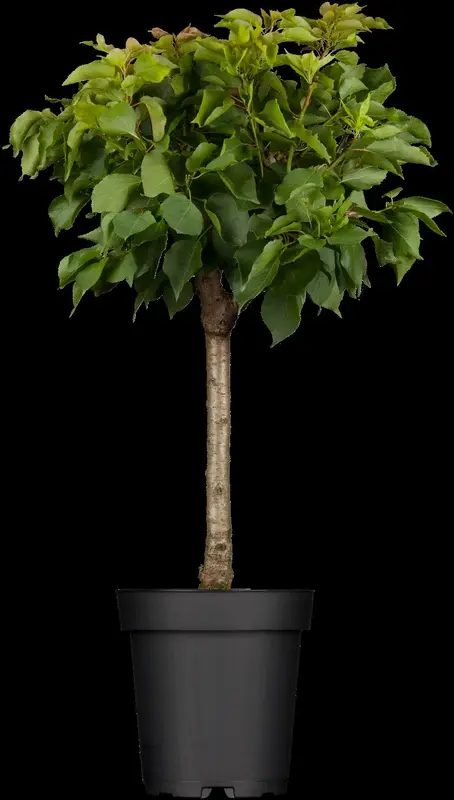 Prunus arm. 'Precoce de Saumur' HOOGST.  BW (8/10) - afbeelding 2