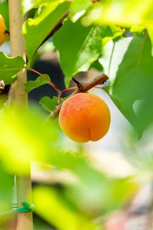 Prunus arm. 'Royal' HALFST. BW - afbeelding 3