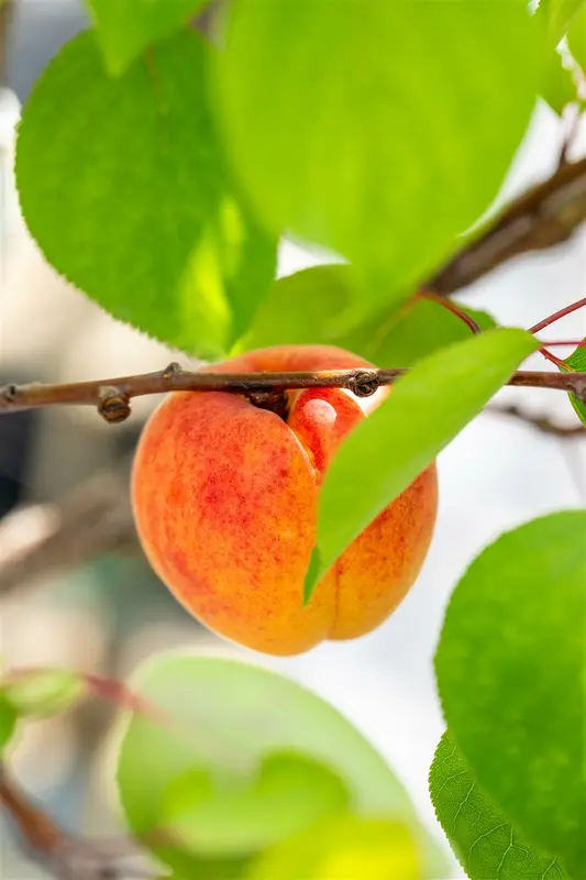 Prunus arm. 'Royal' HALFST. BW - afbeelding 5