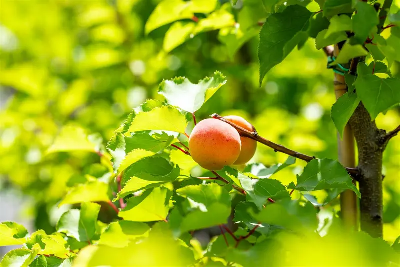 Prunus arm. 'Royal' HALFST. BW - afbeelding 1