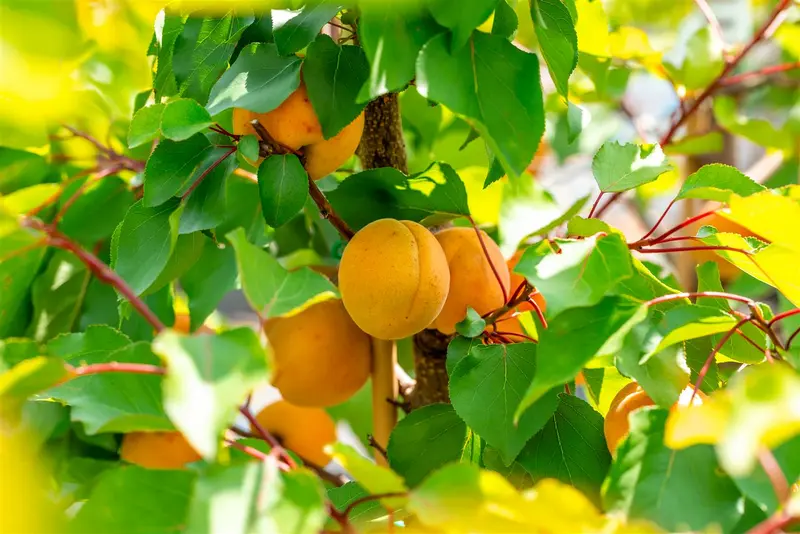 Prunus arm. 'Royal' HALFST. BW - afbeelding 4