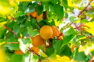 Prunus arm. 'Royal' HALFST. BW - afbeelding 4