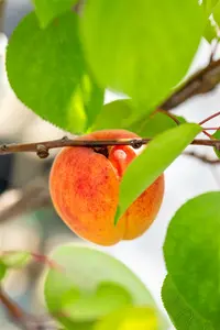 Prunus arm. 'Royal' HOOGST.  BW (8/10) - afbeelding 5