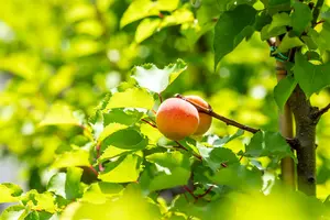 Prunus arm. 'Royal' HOOGST.  BW (8/10)
