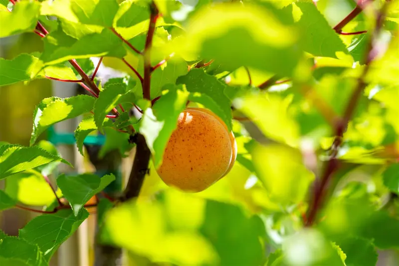 Prunus arm. 'Royal' HOOGST.  BW (8/10) - afbeelding 2