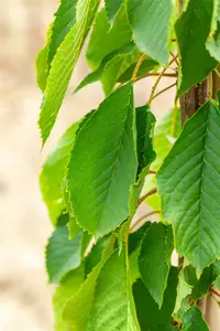 Prunus av. 'Bigar. Blanc' STRUIK   BW - afbeelding 2