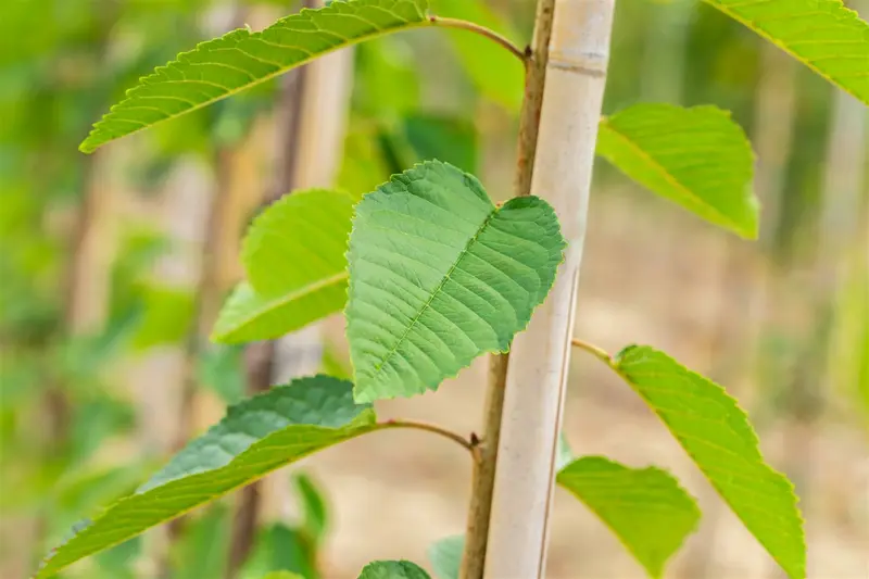 Prunus av. 'Bigar. Blanc' STRUIK   BW - afbeelding 1
