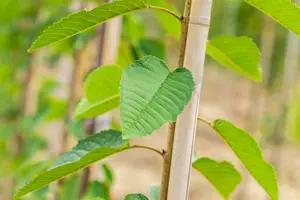 Prunus av. 'Bigar. Blanc' STRUIK BW