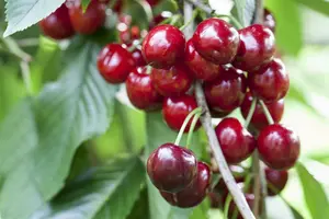 Prunus av. 'Bigar. Burlat' 10/12 HO C