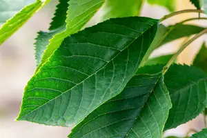 Prunus av. 'Bigar. Burlat' 10/12 HO C - afbeelding 3