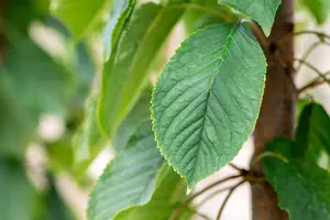 Prunus av. 'Bigar. Burlat' 10/12 HO C - afbeelding 2