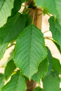 prunus av. 'bigar. napoléon' HOOGST BW (8/10) - afbeelding 3