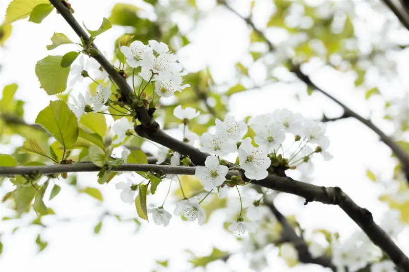Prunus av. 'Büttners Rote Knorpelkirsche' STRUIK   C7,5