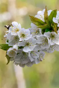 Prunus av. 'Early Rivers' HOOGST.  BW (8/10) - afbeelding 4