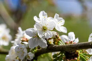 Prunus av. 'Early Rivers' HOOGST.  BW (8/10) - afbeelding 2