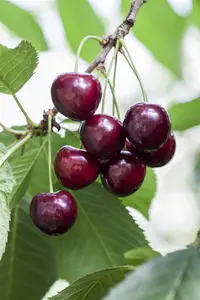 prunus av. 'gr. späte schw. knorpelkirsche' C7,5 - afbeelding 2