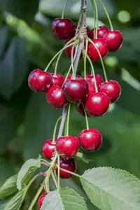 prunus av. 'hedelfinger riesenkirche' C7,5 HALFST - afbeelding 2