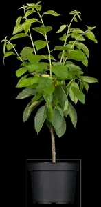 prunus av. 'hedelfinger riesenkirche' HOOGST BW (8/10) - afbeelding 5