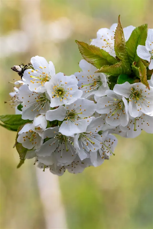 Prunus av. 'Helshoven' HOOGST.  BW (8/10) - afbeelding 4
