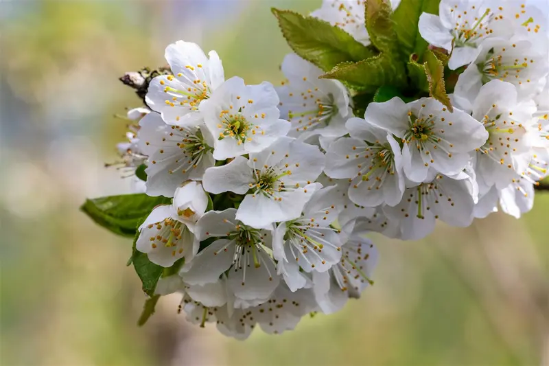 Prunus av. 'Helshoven' HOOGST.  BW (8/10) - afbeelding 3